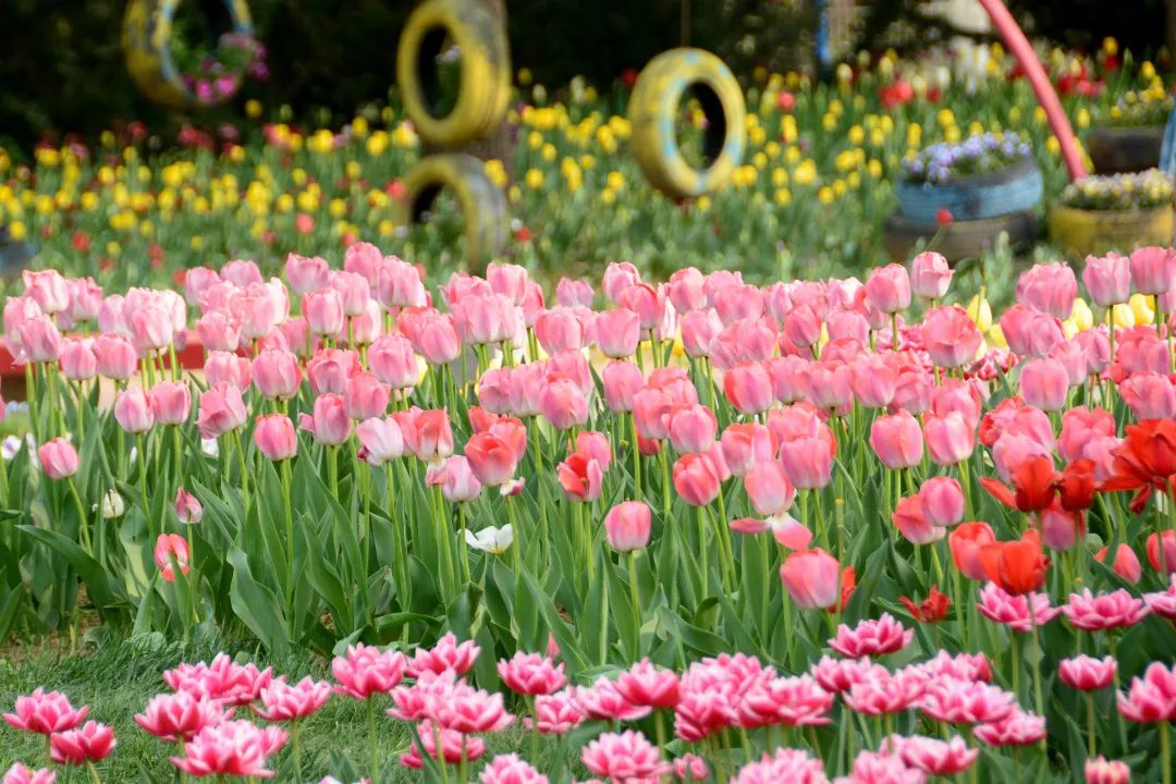 顺义鲜花港郁金香最佳观赏期,北京国际鲜花港2024郁金香赏花季