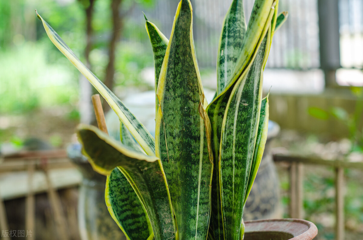 新家除甲醛绿植虎皮兰,千手观音绿植除甲醛吗