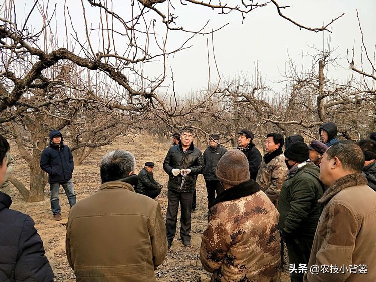 矿物油可以杀灭哪些害虫,矿物油农药使用效果