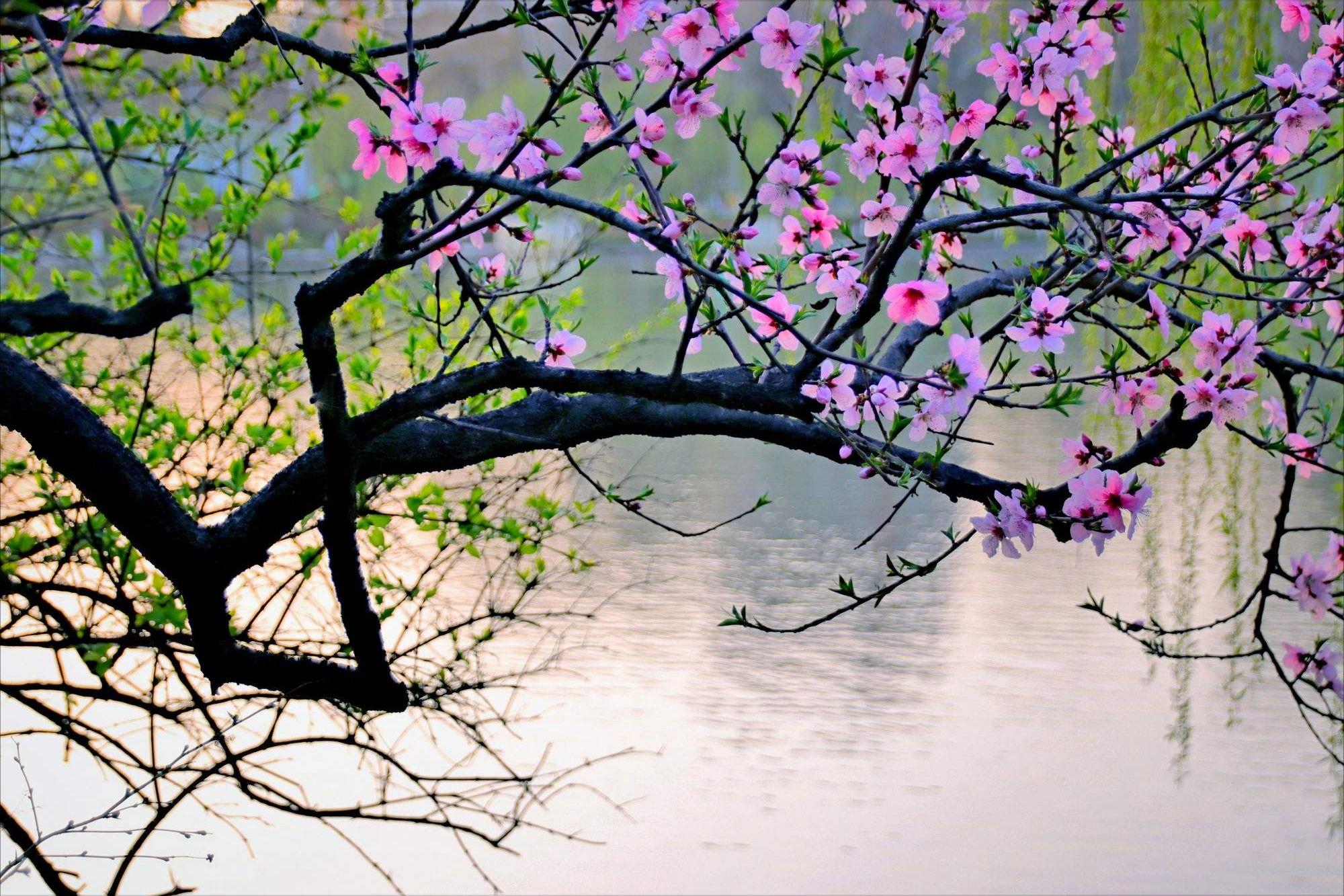 描写春天的古诗宋词有哪些,唐诗宋词鉴赏春天的美景有哪些