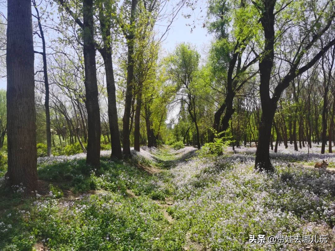 盘点各城市的骑行绿道,北京朝阳区39公里绿道将开放骑行