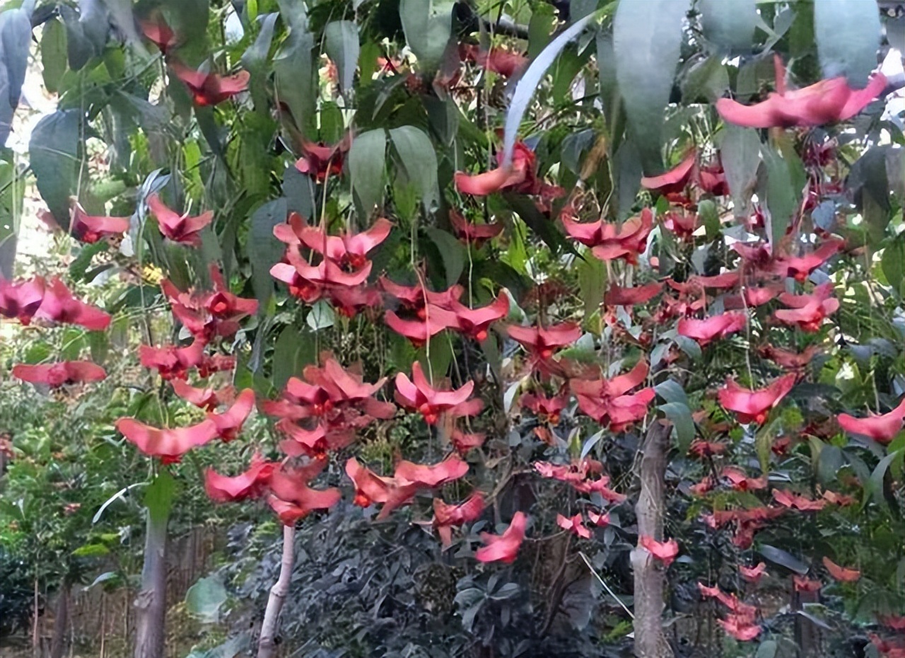 适合养在室内的吉利花有哪些,适合在北方养的吉利花