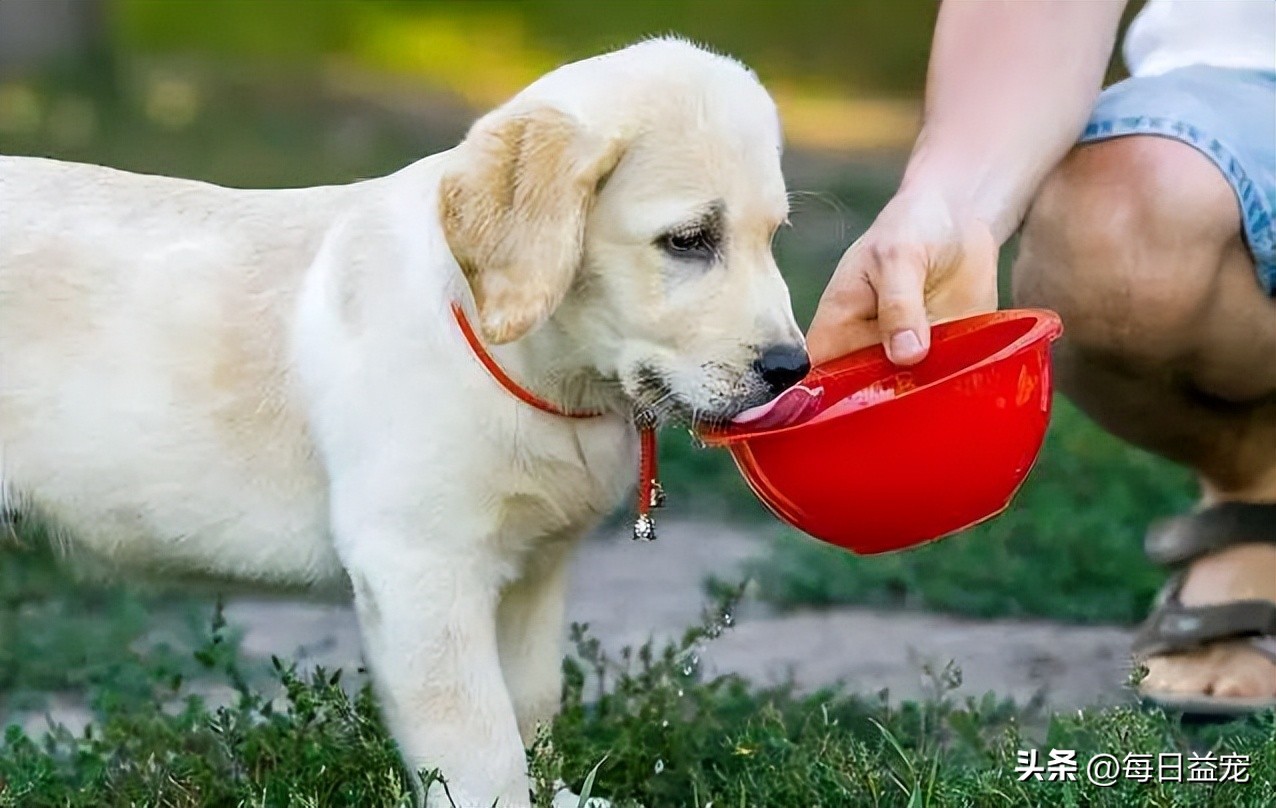 狗狗饮水禁忌多5大禁忌绝不能犯,给狗狗喝水的3大误区