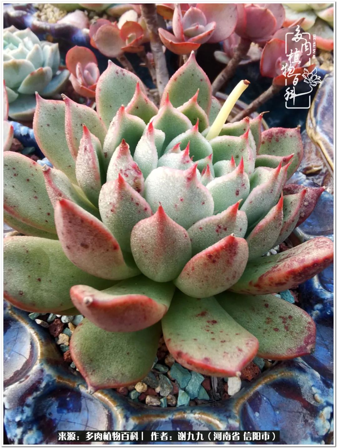 与多肉植物在一起的感怀,与多肉同行