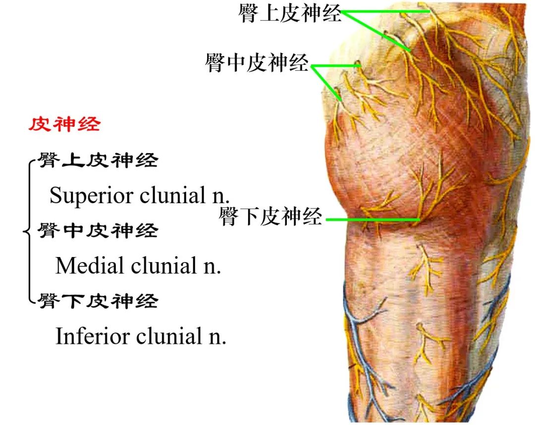 脊神经支配区域解剖图简图,脊神经及其分支的支配范围