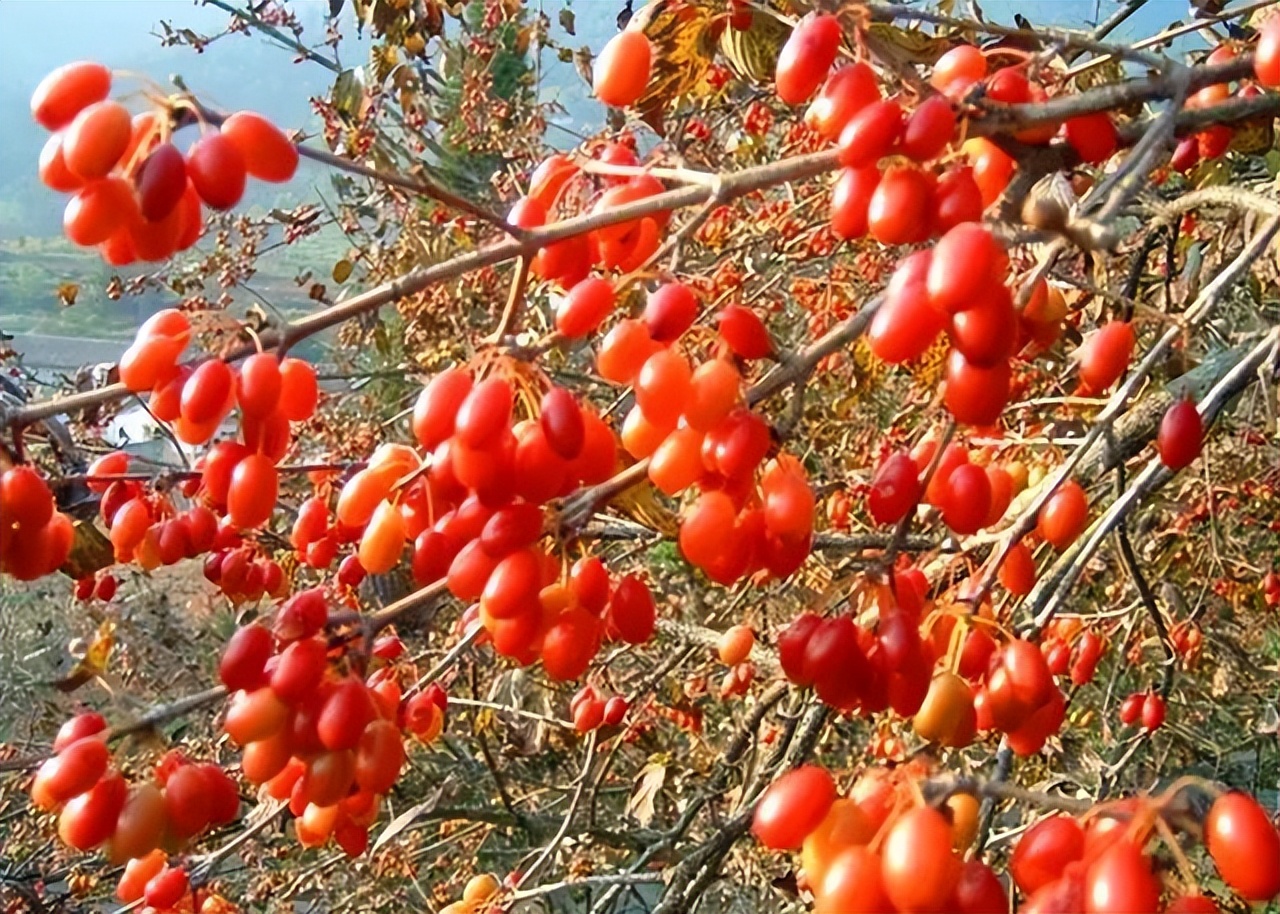 几十年前山里野生的野果,山上长得像枣的野果