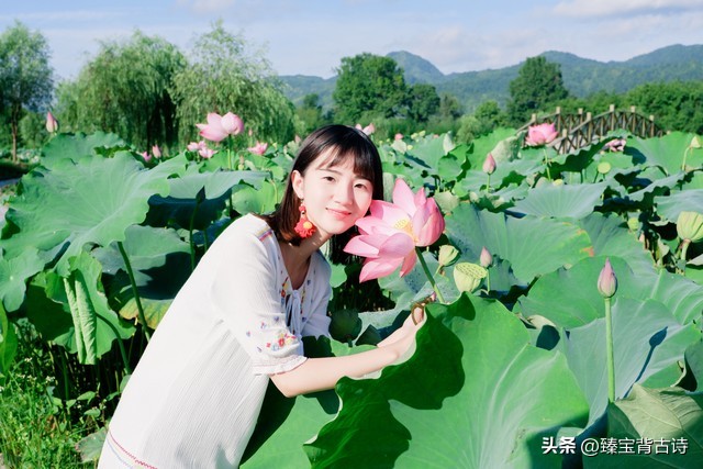 百首夏天绝美诗词荷花,映日荷花别样红赞美荷花的诗句