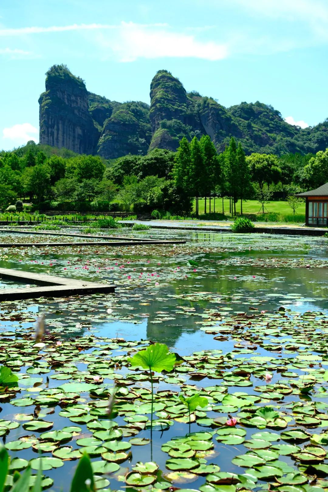 小暑已至！夏日顶流登场，一池荷风，满院莲香，惊艳了整个夏天！