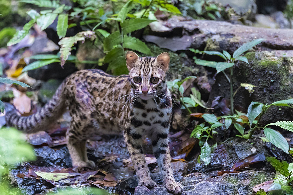 广东老太太捡了一只猫,广东老太上山捡了只小猫
