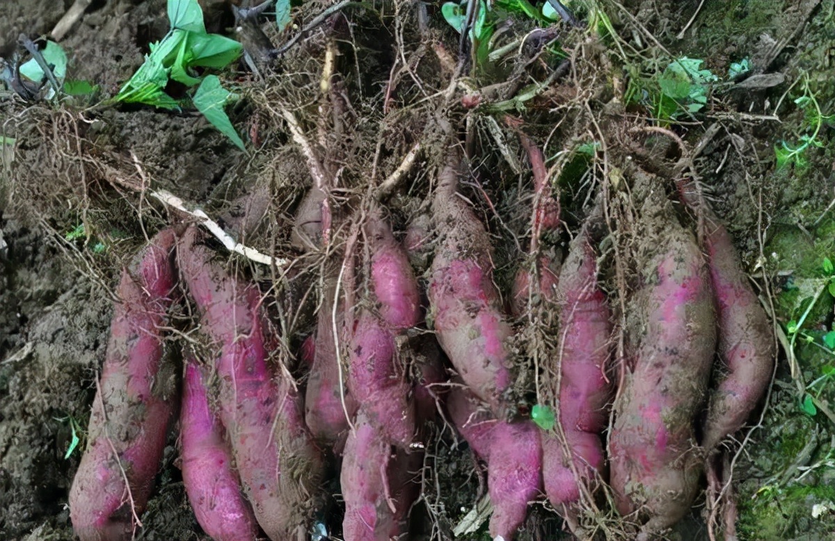 大米粥变蓝色,大米粥变绿还能吃吗