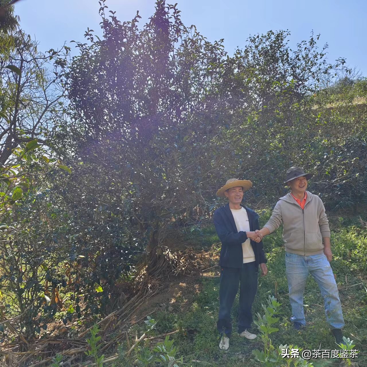 和技术流厅长过招我教你的鉴茶法依然扛打