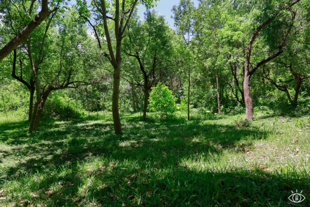 深圳10条入门登山线路推荐,深圳十大山峰最新登山攻略