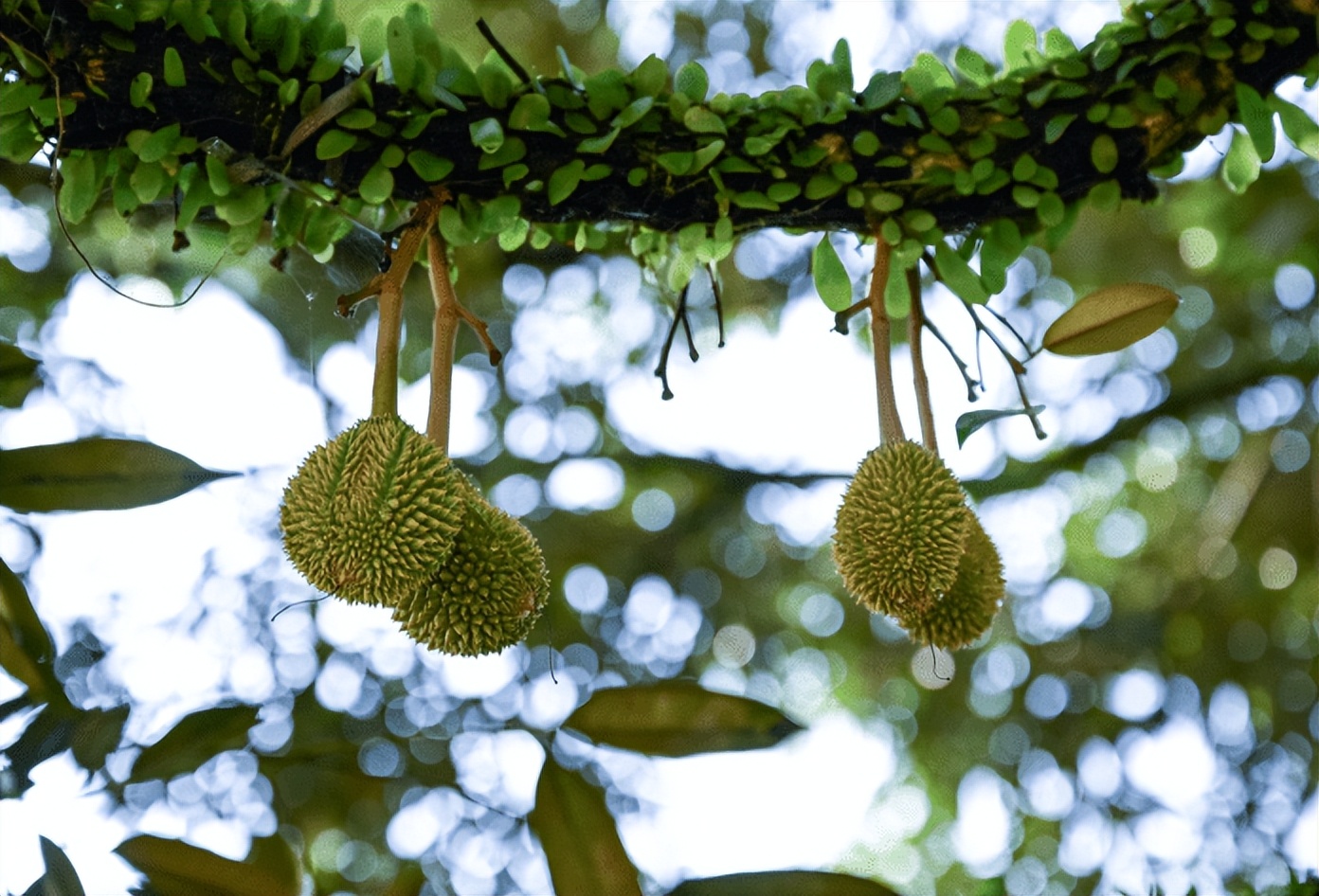 中老铁路为沿线经济发展注入动力,中老铁路让老挝实现贸易顺差