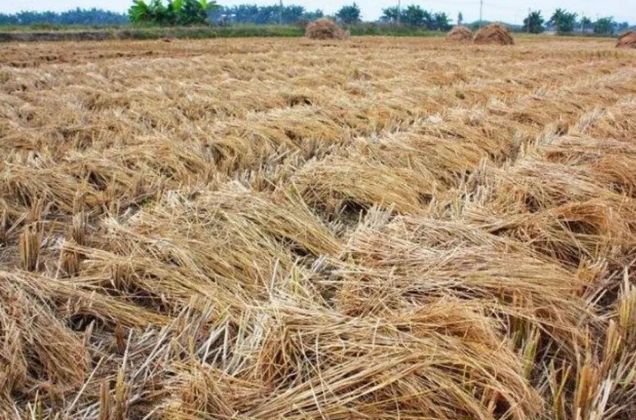 秸秆氨化处理方法,秸秆灰渣最佳处理方法