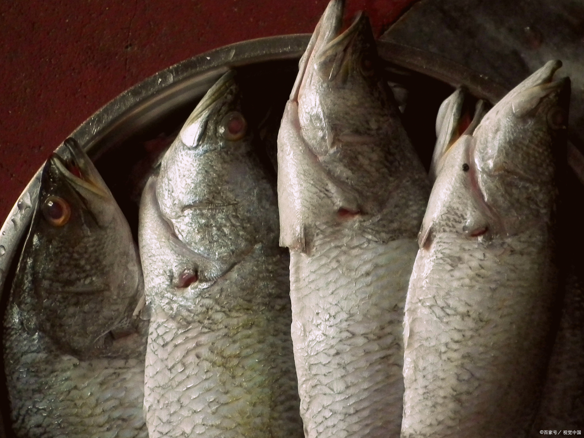 连云港鲜活对虾怎么样好吃吗,连云港特产醉虾是什么虾