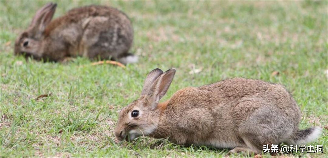 澳洲的野兔泛滥成灾的主要原因,澳洲野兔泛滥源头