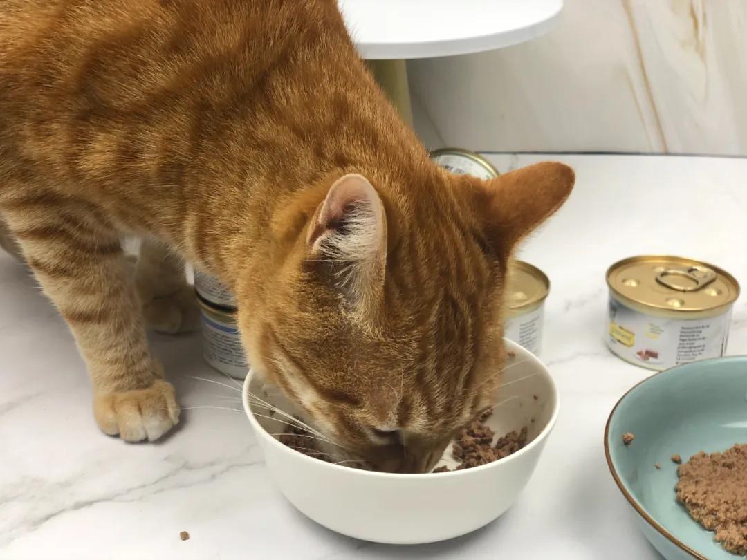 猫咪猫粮诱食剂是什么成分,怎样判断猫粮有没有诱食剂