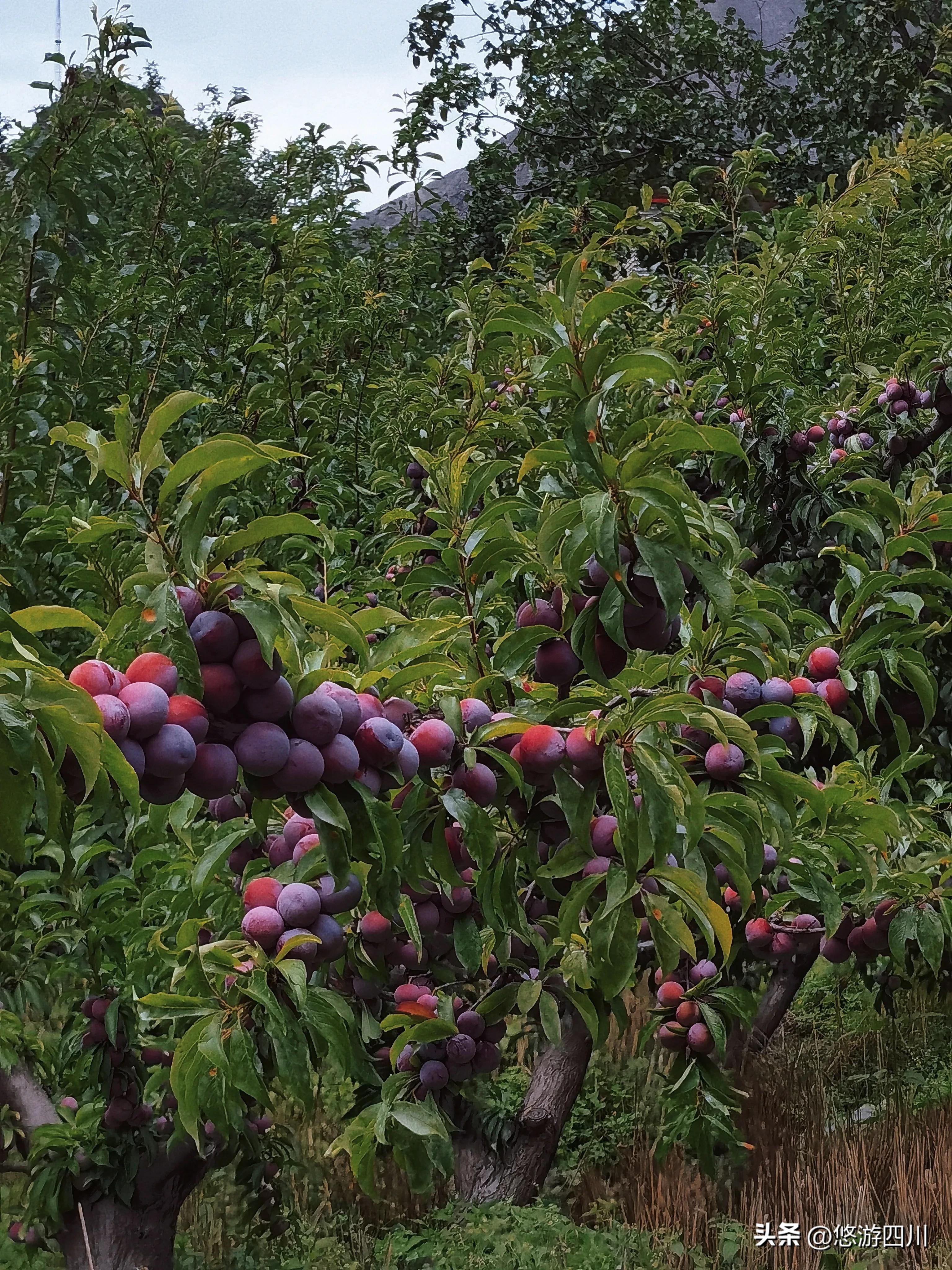 茂县坪头羌寨农家乐避暑,四川茂县避暑