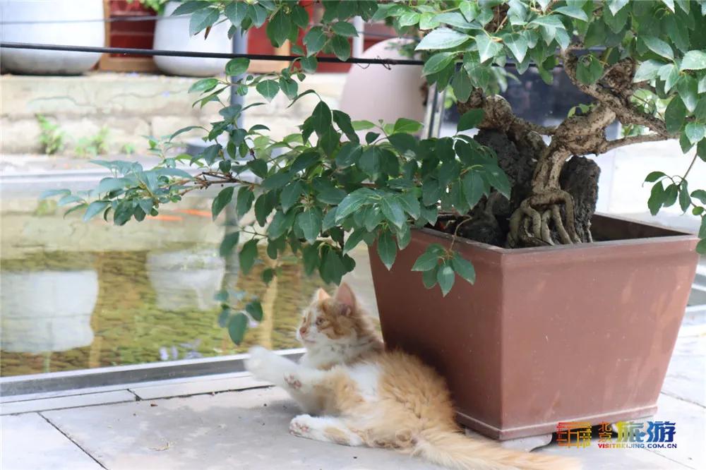 故宫御猫最火的猫,北京故宫的猫为什么叫御猫