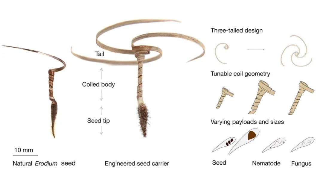 《自然》（20230216）一周论文导读