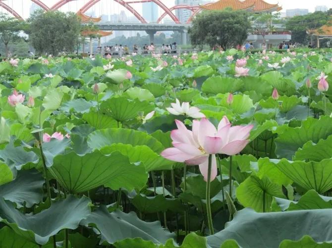 夜赏荷花古诗词,赏荷花诗句古诗大全