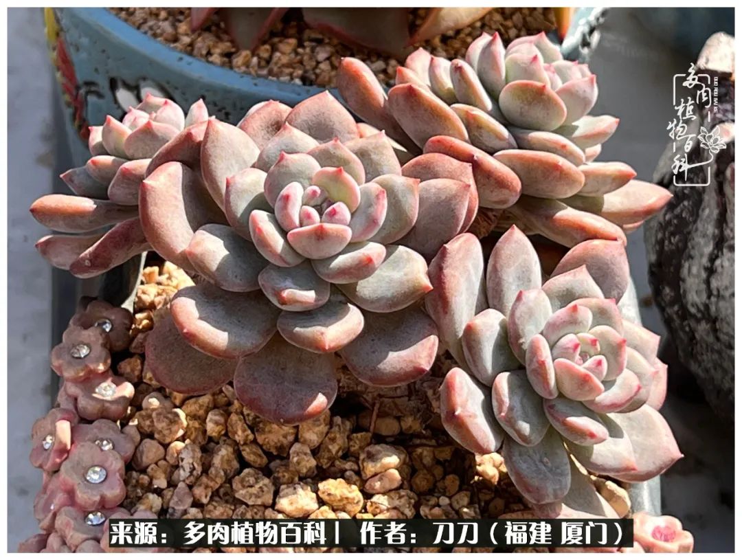 多肉夏季不好养品种有哪些,高花盆为什么养不好多肉