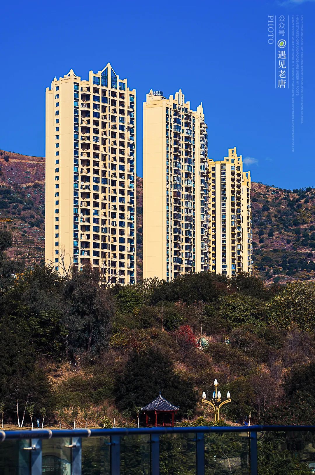 攀枝花是一种什么花,什么是攀枝花铁树