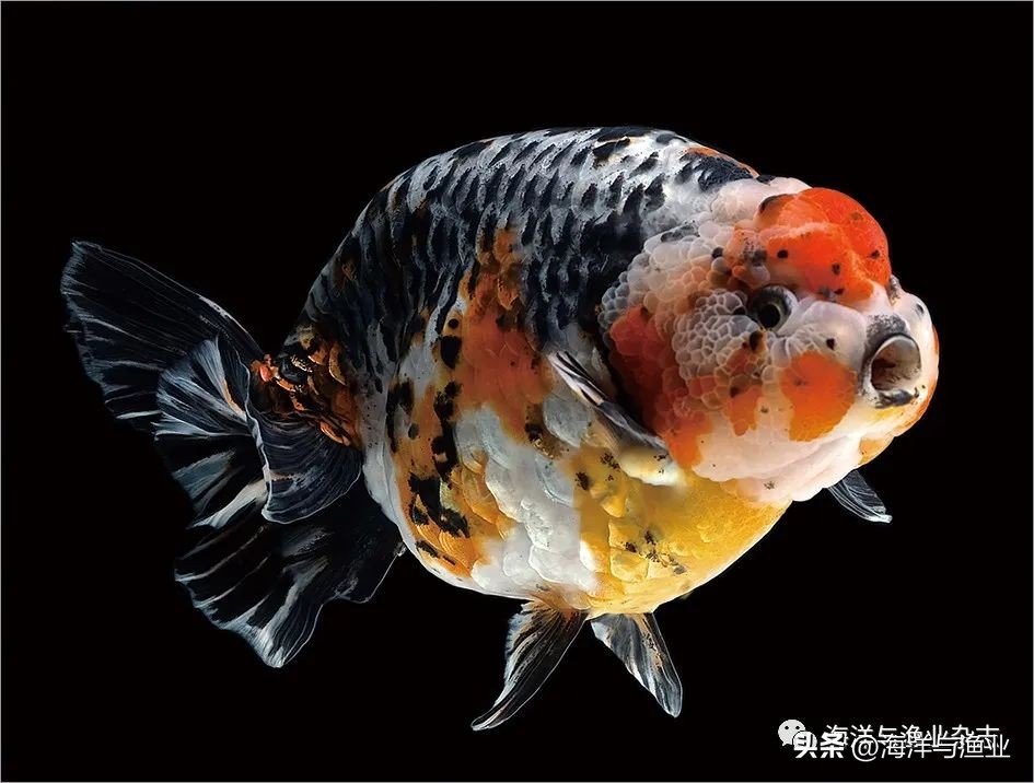 拒绝“躺平”!江门海豚水族:“内外兼修”国内外市场齐耕耘,线上鱼粮销量涨