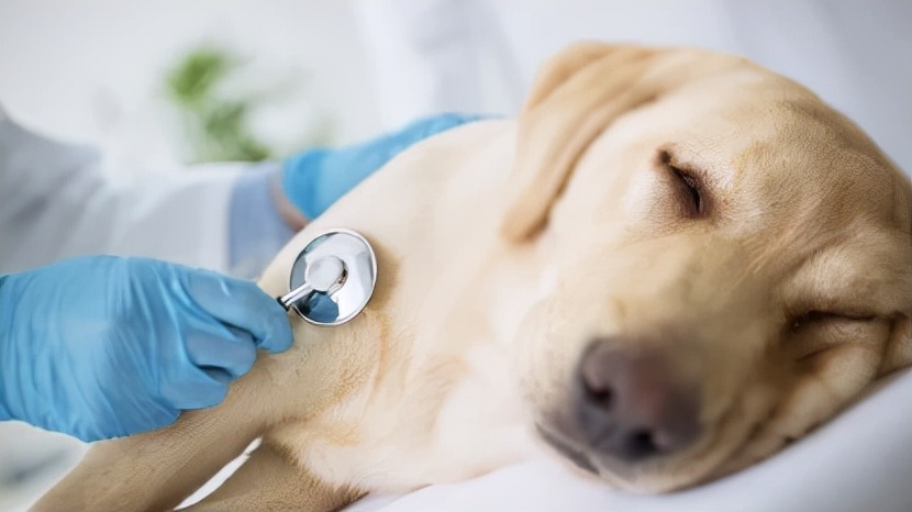 狗狗眼睛下面长水泡是什么原因？应该注意什么？