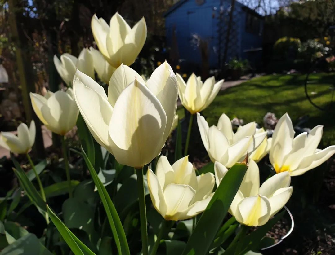 盆栽郁金香能反复开花吗,盆栽郁金香很难做到年年开花
