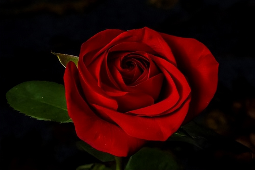 36朵玫瑰加满天星花语,196朵玫瑰的花语和寓意