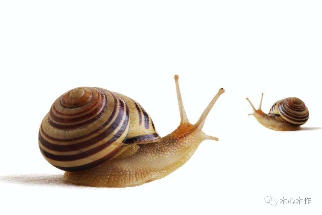 木雕蜗牛,木雕蜗牛的雕刻教程
