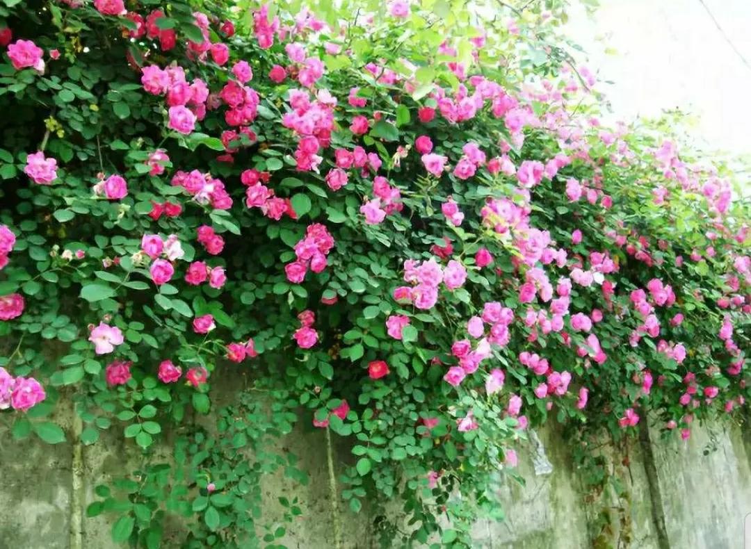 月季玫瑰蔷薇三姐妹的区别,月季蔷薇和玫瑰哪个更好看