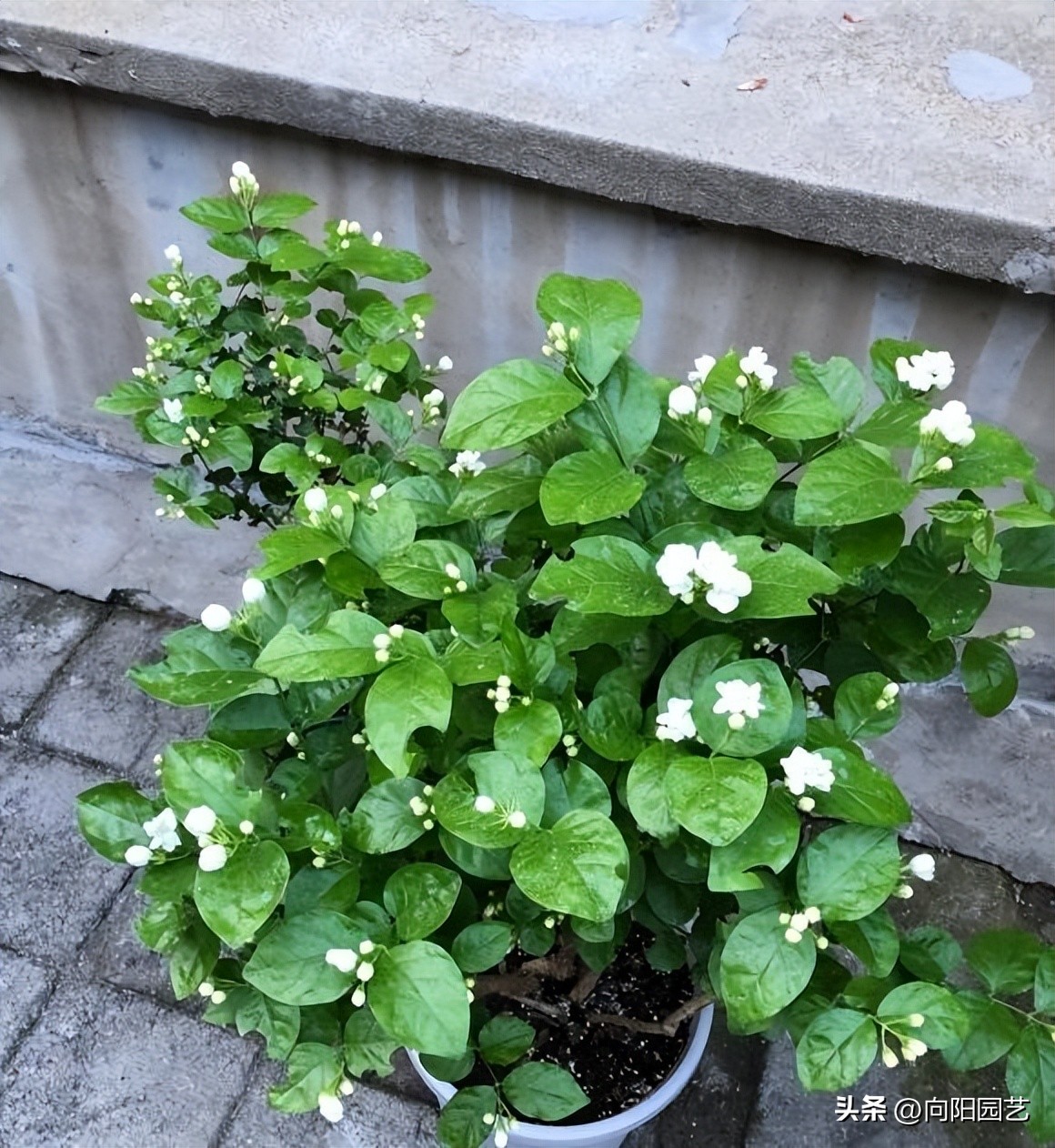 你知道茉莉如何养护才能开爆花吗,茉莉能在三十多度阳光下暴晒吗