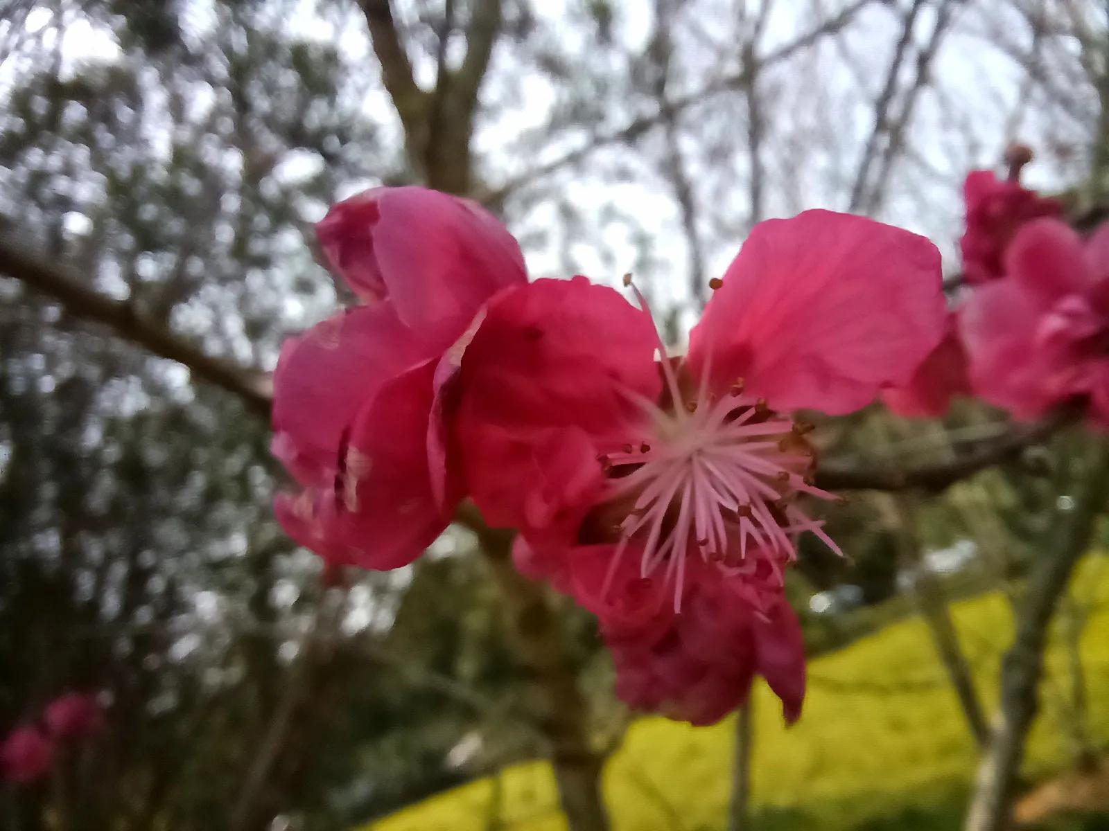 描写桃花的古诗五言绝句,大林寺桃花是描写哪个季节的古诗