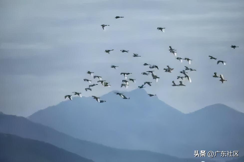 春季国内观鸟热门地,这份观鸟地图请收好
