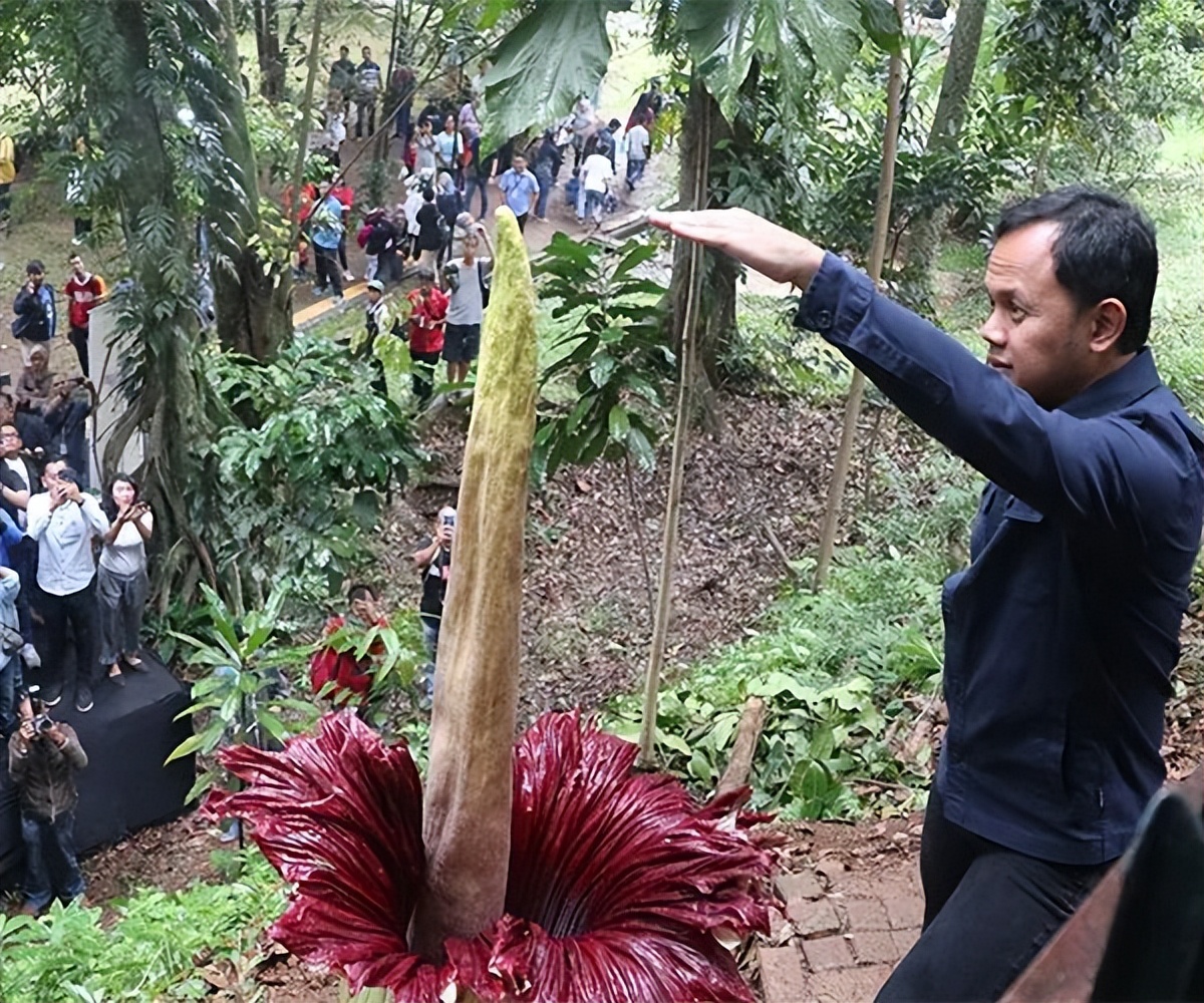 巨花魔芋真的很臭吗,北京巨魔芋开花