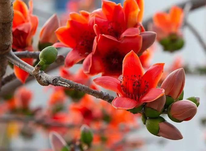 收集与五有关的文化常识,语文必修五文化常识