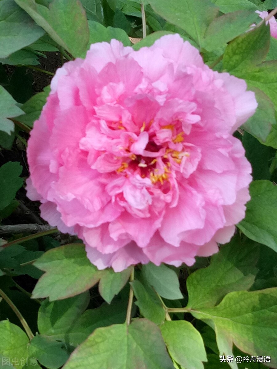 牡丹真国色花开时节动京城的意思,牡丹真国色花开时节动京城谁写的