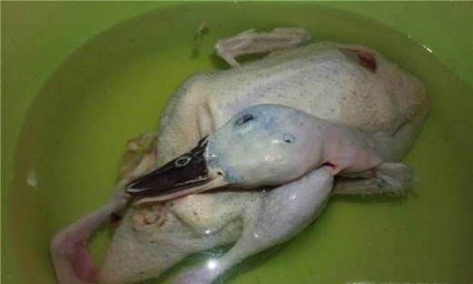 白斩鸭的做法大全家常简单,白斩鸭水煮技巧