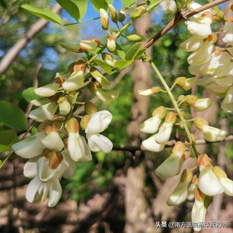 春日吃花,夏日吃瓜!有何道理?春天有哪些花可吃,各有什么作用