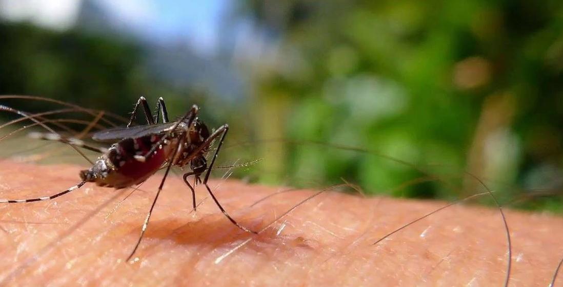 蚊子会吃蚊子吗,蚊子喜欢什么环境叮咬