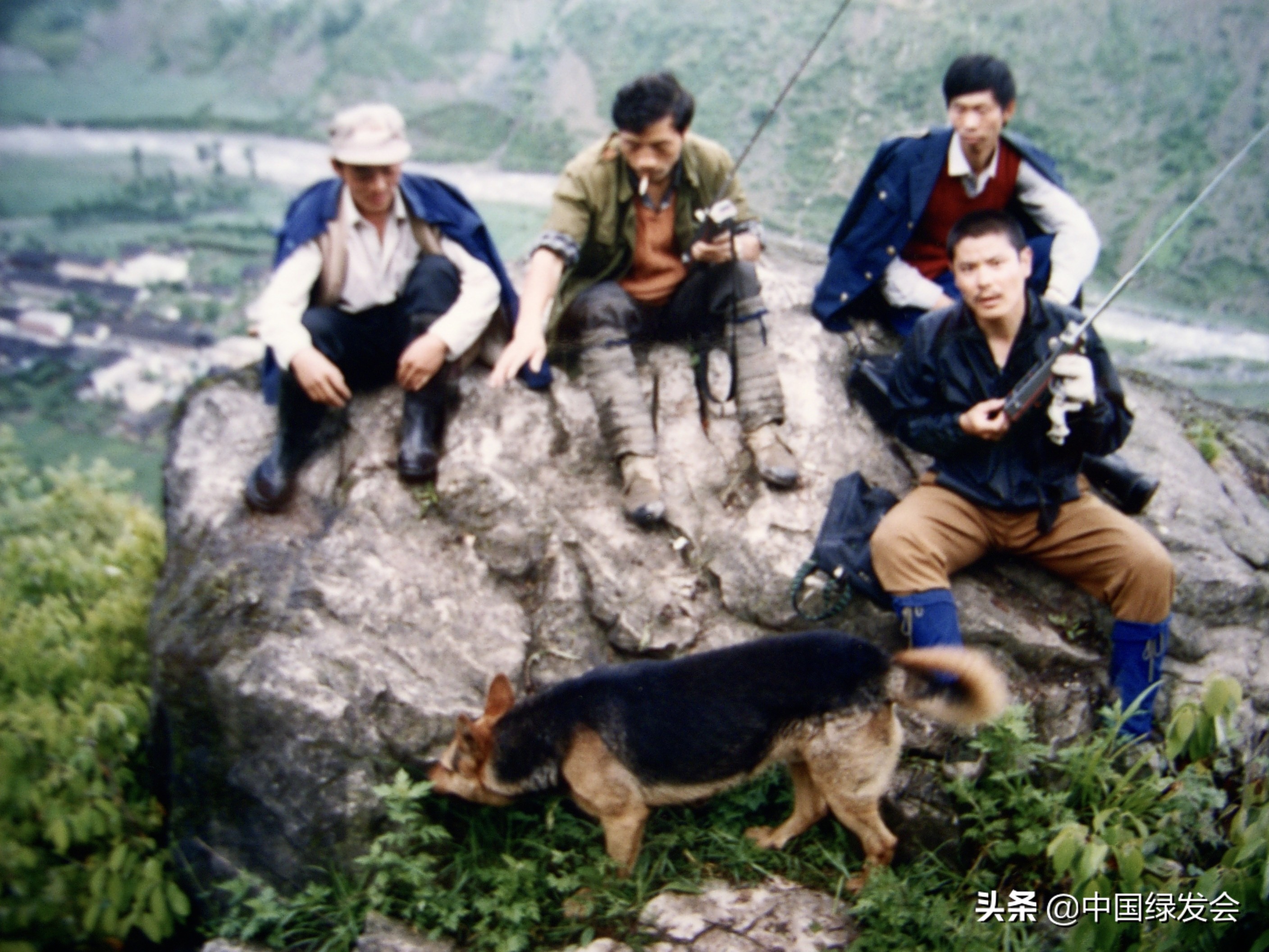 一次遇6只雄性,金属般光泽美不胜收|四川岷山无线电跟踪绿尾虹雉