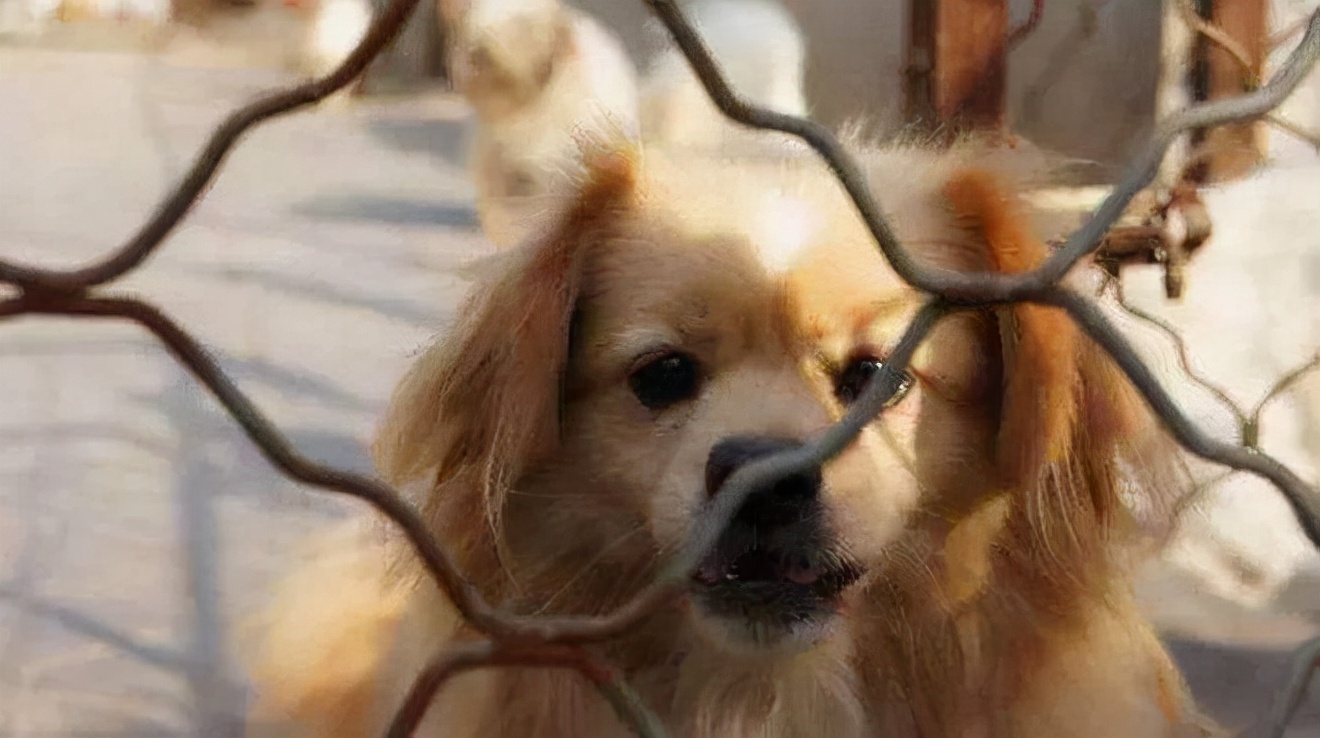 猫咪领养代替购买,为什么人们不愿意领养孩子