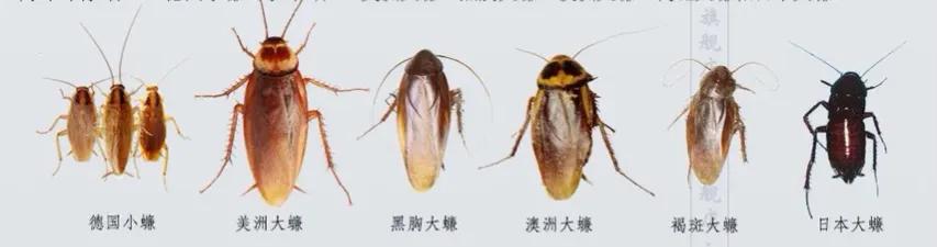 家里小强太多怎么消灭,家里的小强怎么防治