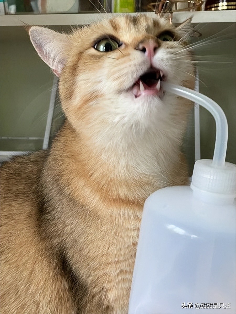 猫咪不喝水？教你10招骗水小技巧