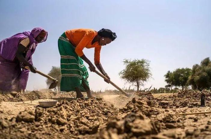非洲人连饭都吃不饱，为何不种水稻玉米，却大量种油作物芝麻？