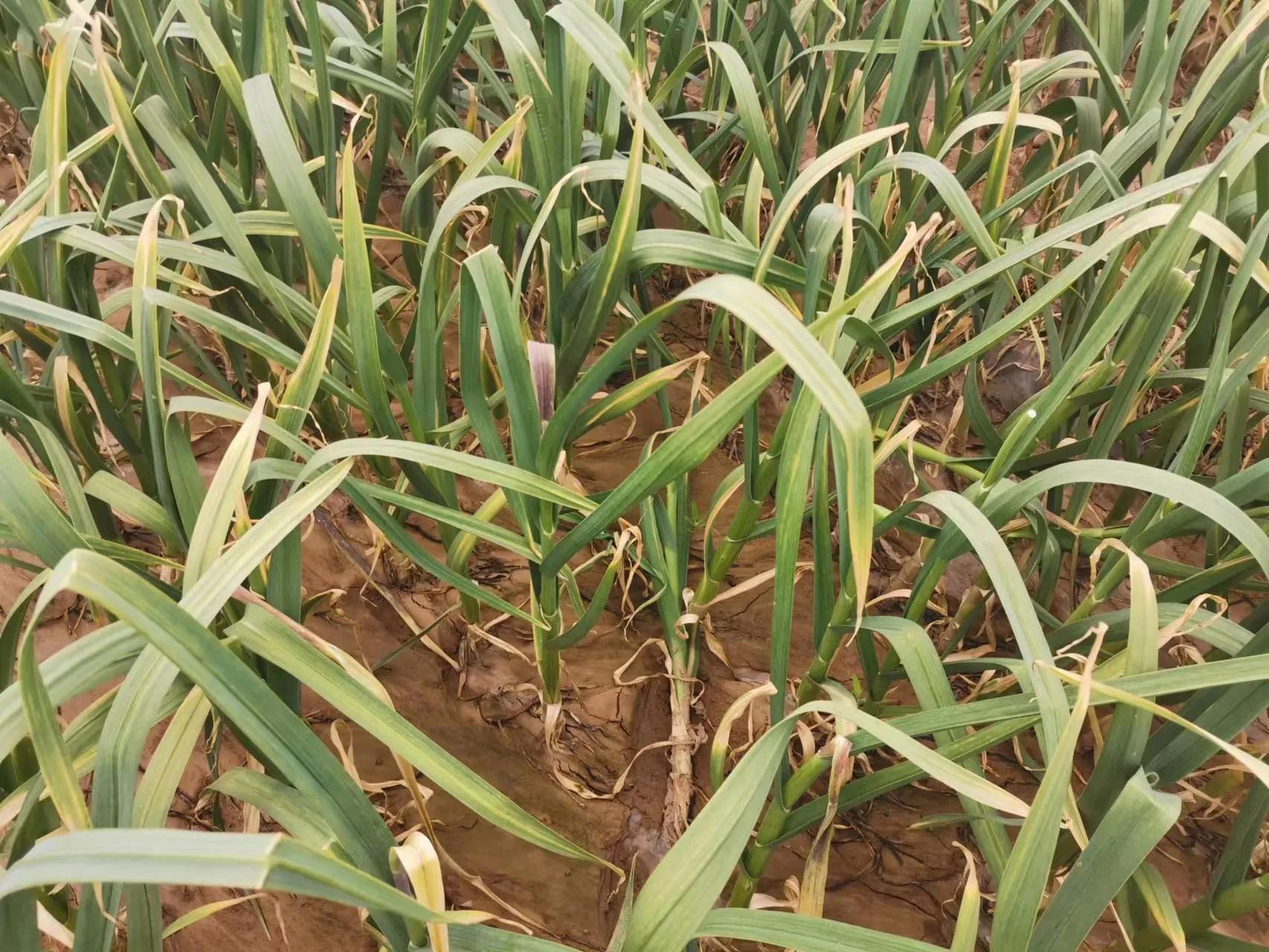 蒜苗的尖发黄能用小苏打和白醋,冬天蒜苗叶片发黄怎么回事