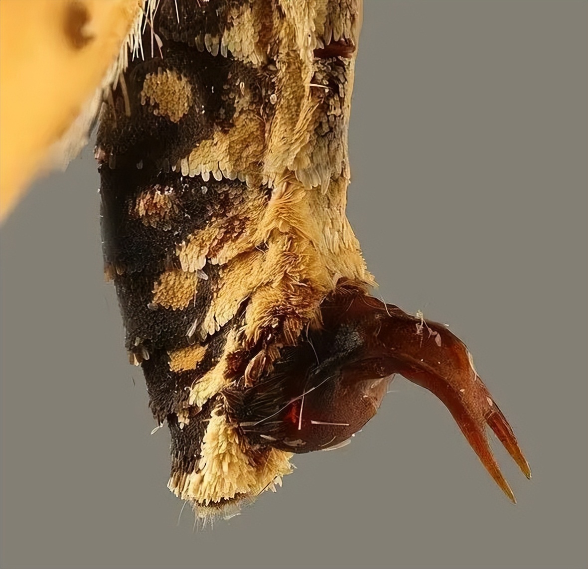 贞操带，真的能锁住身体吗