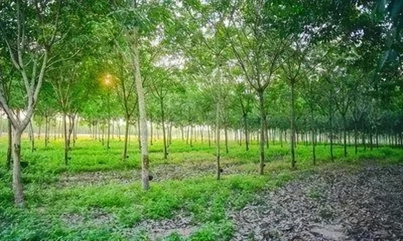 海南省建立自贸区对橡胶有影响吗,海南海胶自贸港的发展前景